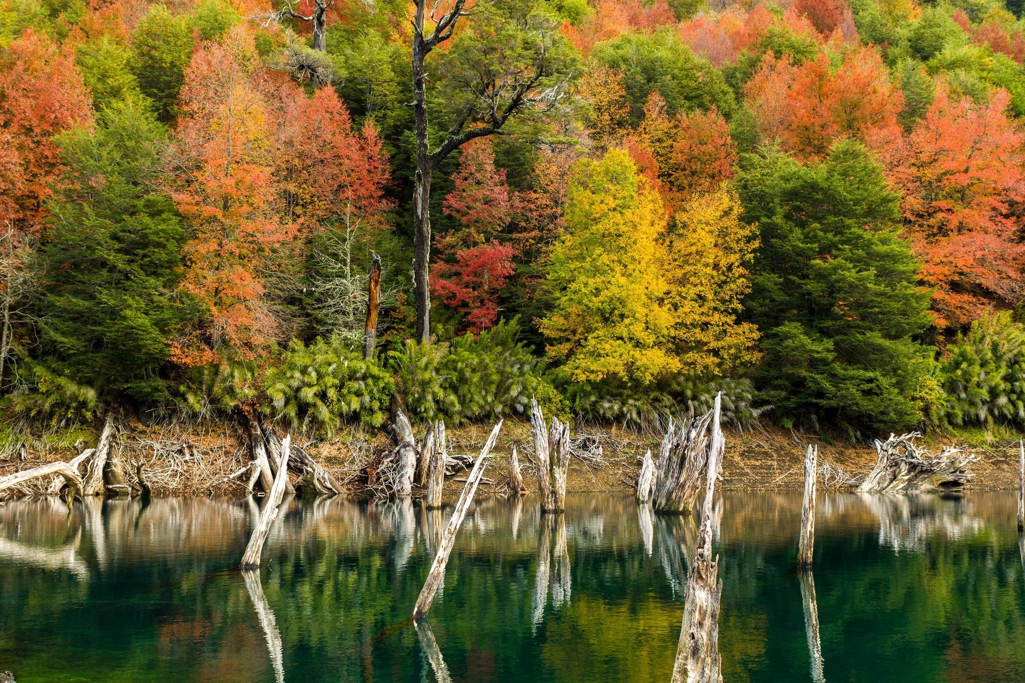 nature, Landscape, Lake, Fall, Colorful, Forest, Trees, Shrubs, Dead Trees, Water, Chile Wallpaper