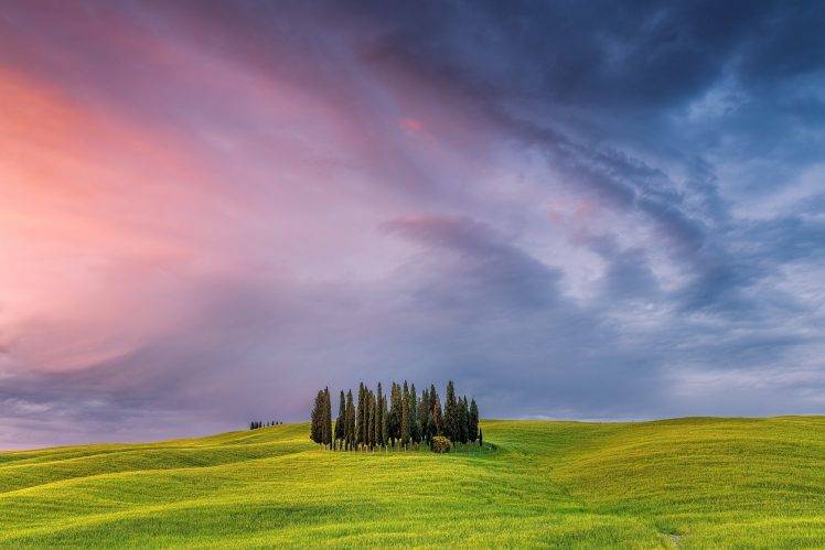 landscape, Pine Trees, Tuscany, Italy HD Wallpaper Desktop Background