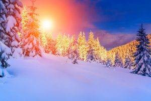 landscape, Snow, Pine Trees, Cat Ears
