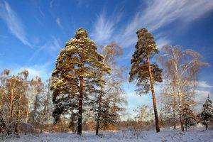 landscape, Snow, Pine Trees