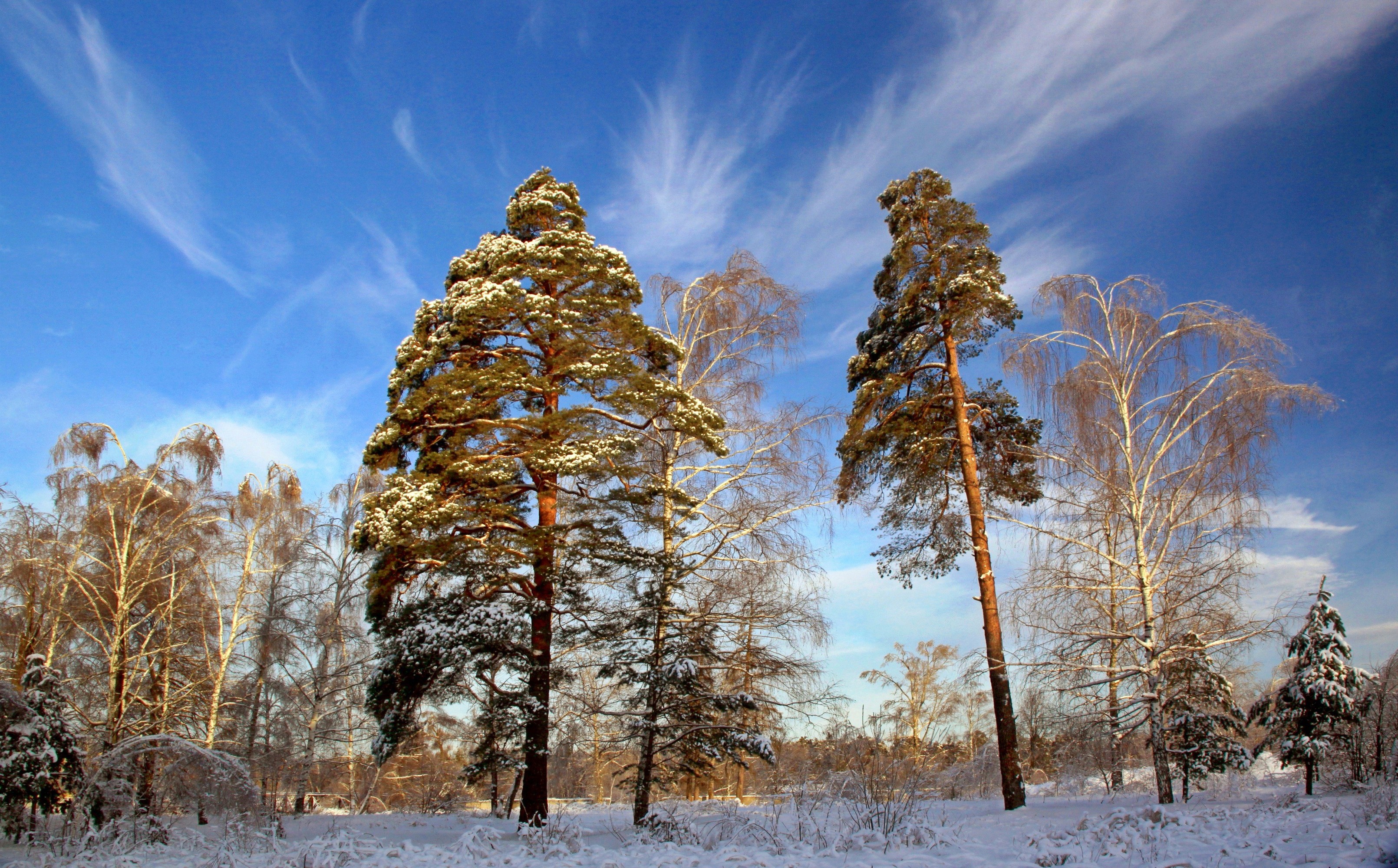 landscape, Snow, Pine Trees Wallpaper