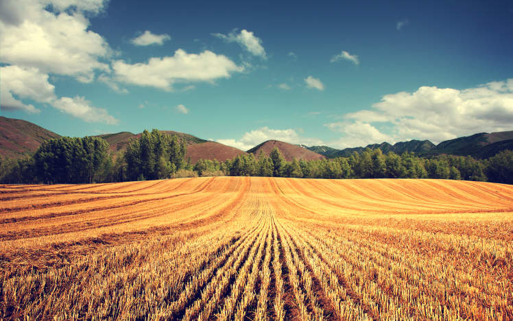 photography, Landscape, Field, Wheat HD Wallpaper Desktop Background