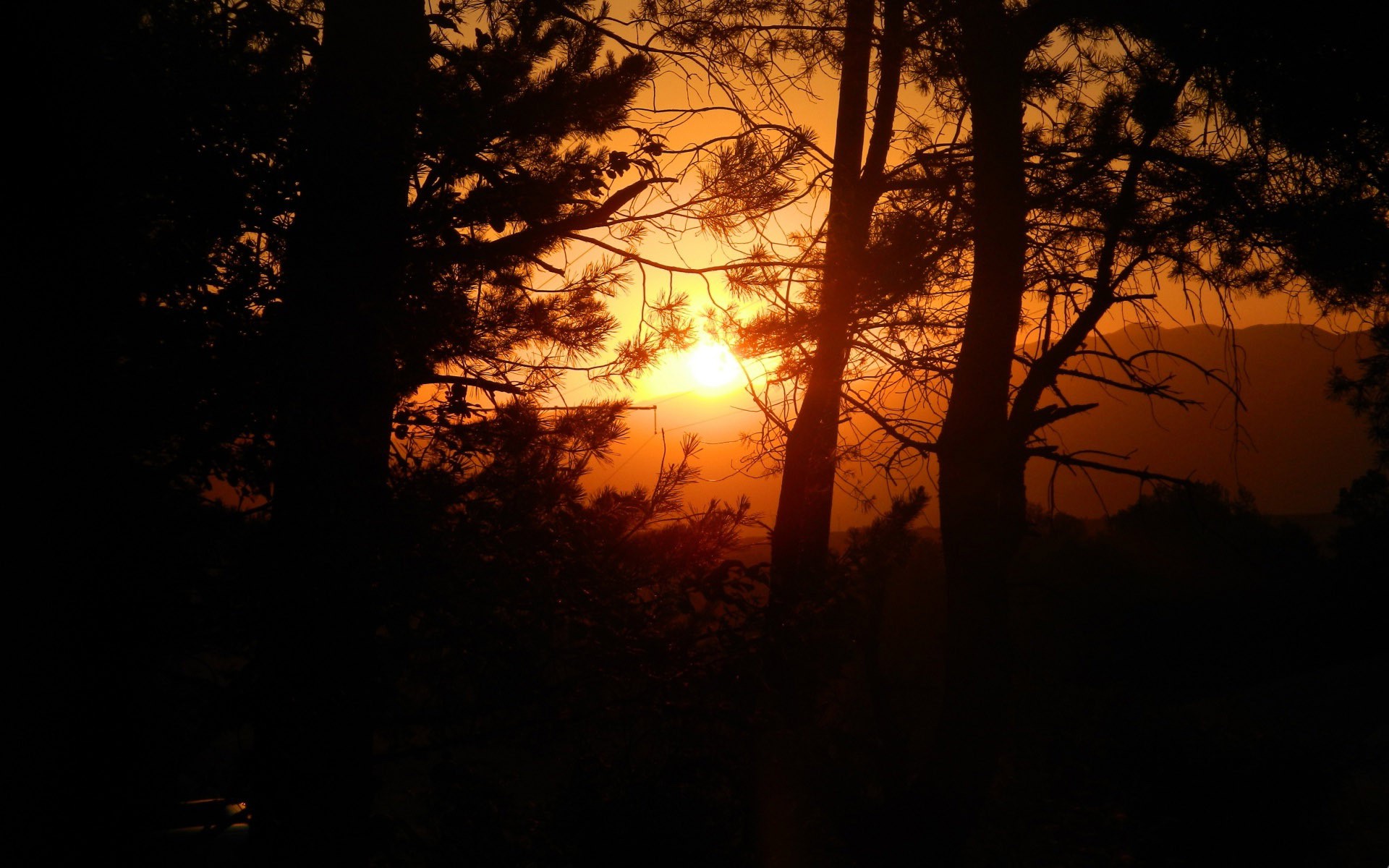 nature, Trees, Sunset Wallpaper
