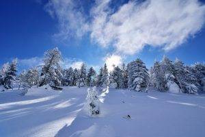 winter, Snow, Landscape, Trees