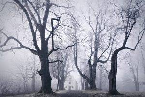 nature, Landscape, Trees, Forest, Mist, Monochrome, Winter, Branch, Men, House, Dirt Road, Silhouette