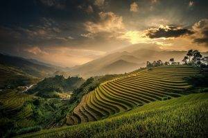 nature, Landscape, Field, Terraces, Mountain, Mist, Sunset, Valley, Clouds, Sky, Bali, Indonesia, Rice Paddy
