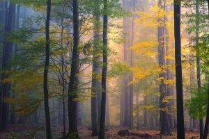 nature, Landscape, Forest, Morning, Mist, Fall, Leaves, Trees, Sunrise, Colorful