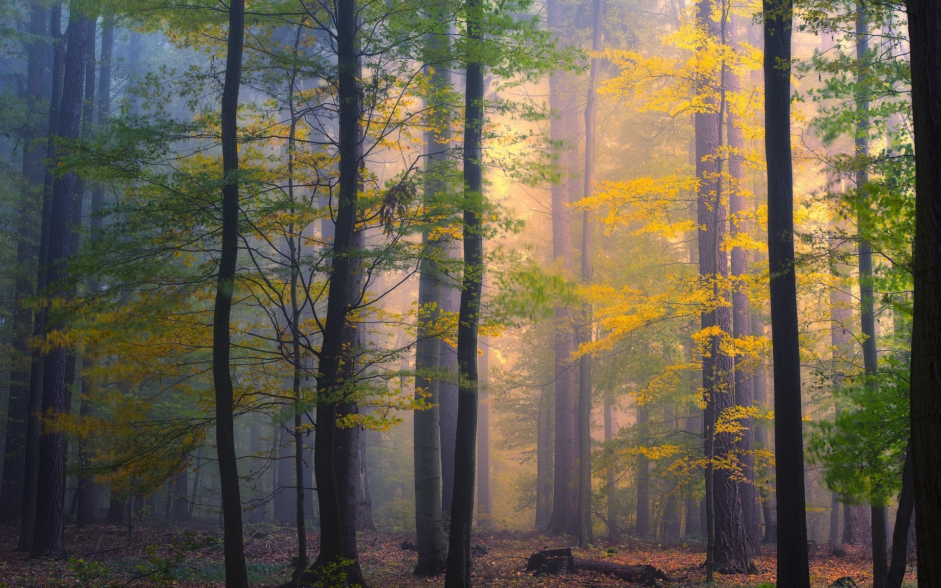 nature, Landscape, Forest, Morning, Mist, Fall, Leaves, Trees, Sunrise, Colorful Wallpaper