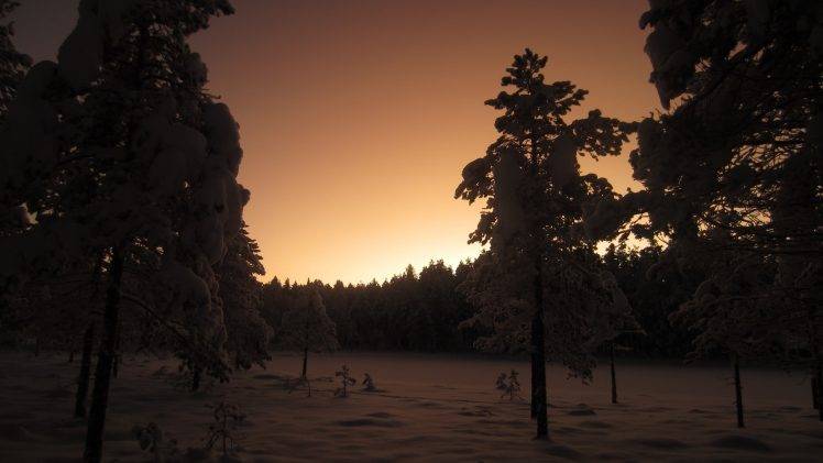 photography, Landscape, Trees, Nature, Plants, Winter, Snow, Dusk, Fir tree, Forest HD Wallpaper Desktop Background