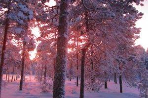 photography, Landscape, Trees, Nature, Plants, Winter, Snow, Sunrise, Fir tree, Forest