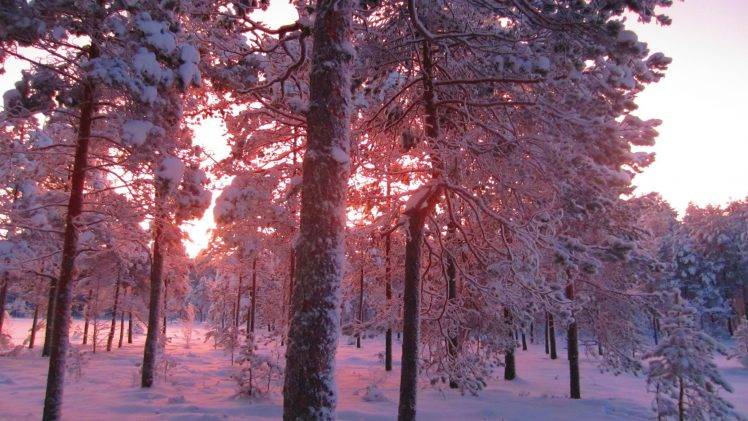 photography, Landscape, Trees, Nature, Plants, Winter, Snow, Sunrise, Fir tree, Forest HD Wallpaper Desktop Background