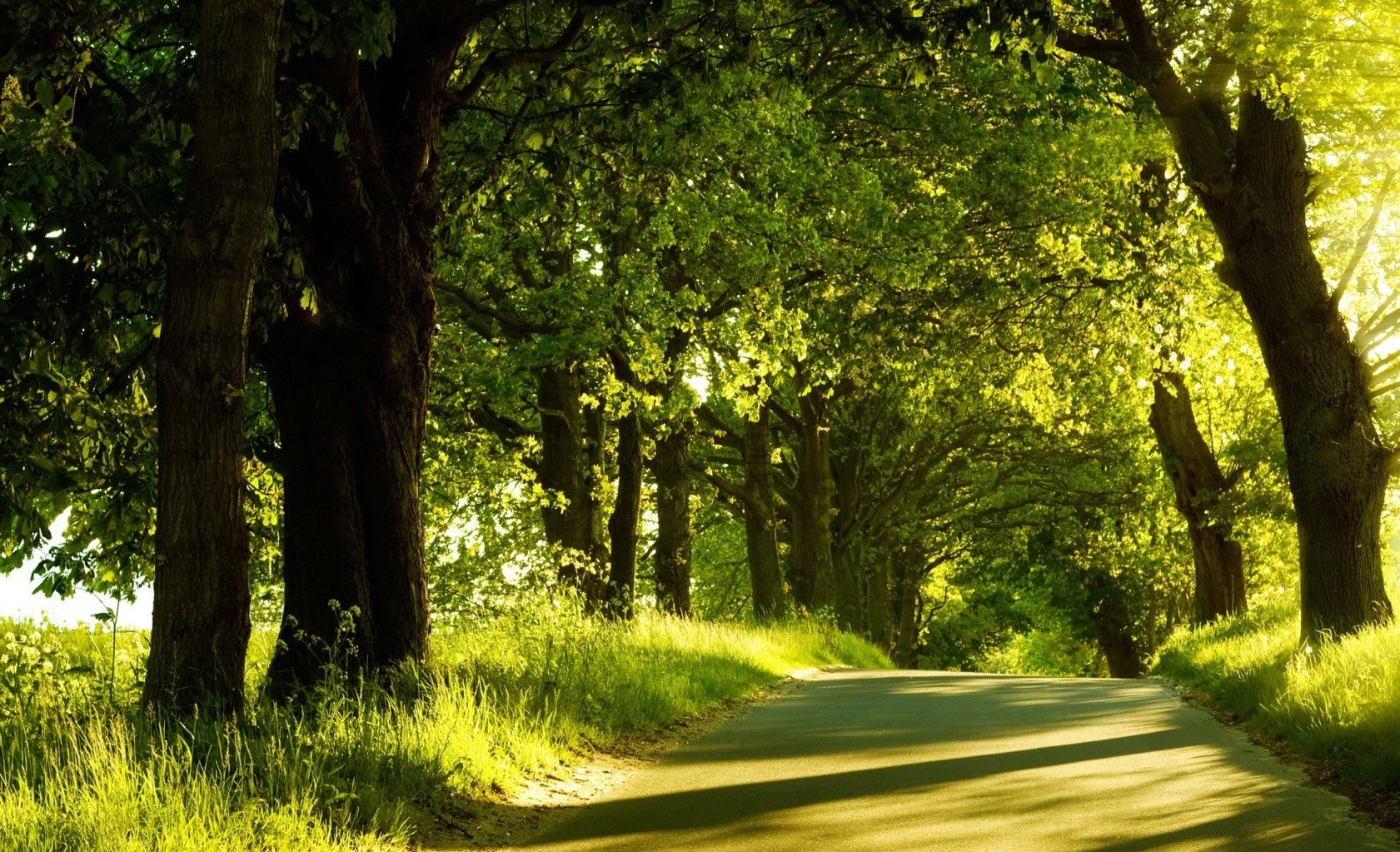 photography, Landscape, Trees, Nature, Plants, Summer, Road Wallpapers ...