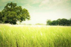 photography, Nature, Landscape, Trees, Plants, Field, Green, Summer