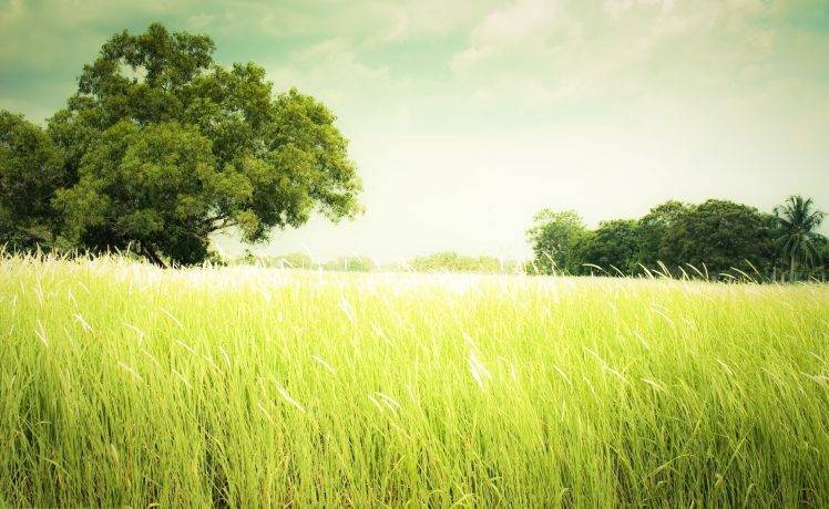 photography, Nature, Landscape, Trees, Plants, Field, Green, Summer HD Wallpaper Desktop Background