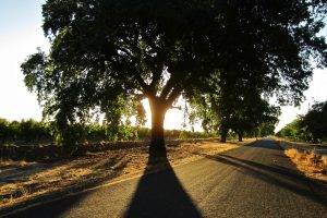 photography, Nature, Landscape, Road, Summer, Trees, Sun, Plants, Shadow