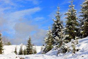 snow, Landscape, Pine Trees