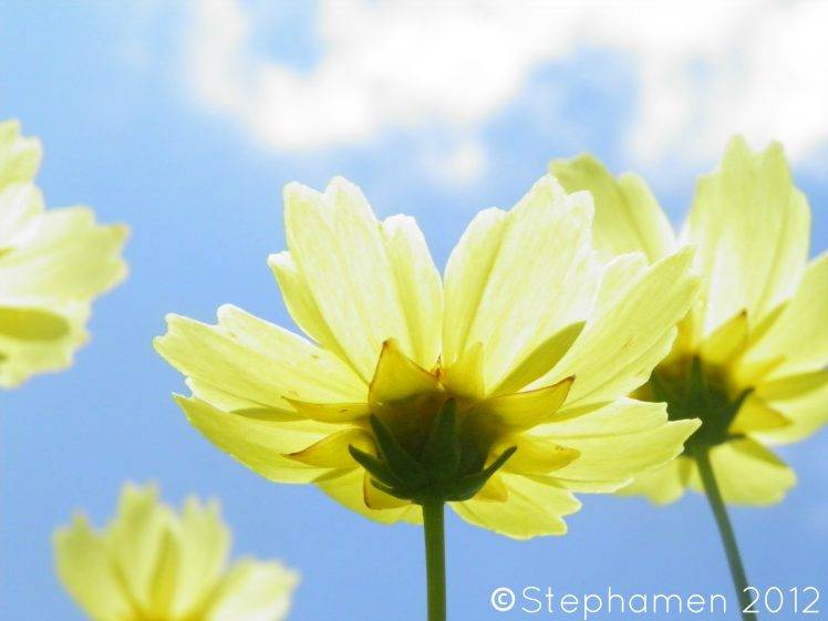 flowers, Closed Eyes, Sky, Yellow Flowers HD Wallpaper Desktop Background