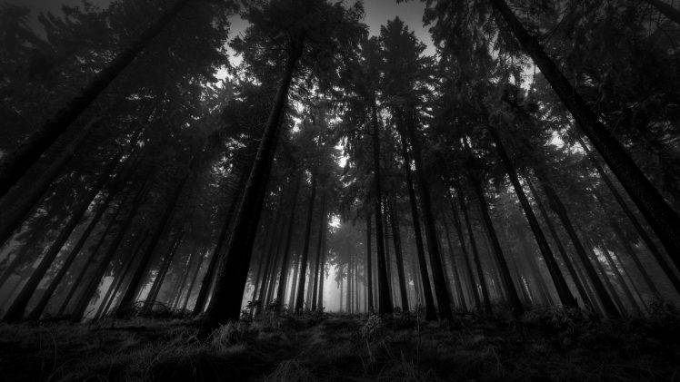 black, Trees, Nature, Landscape, White HD Wallpaper Desktop Background