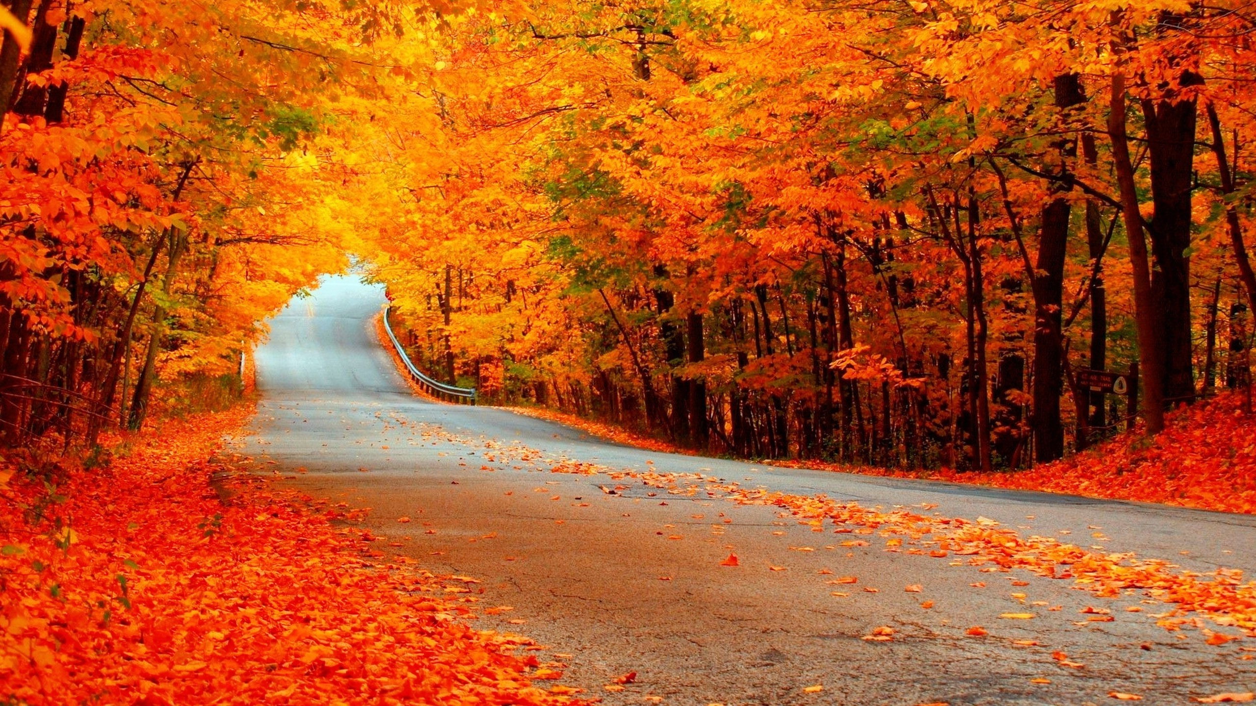 photography, Nature, Landscape, Road, Trees Wallpaper