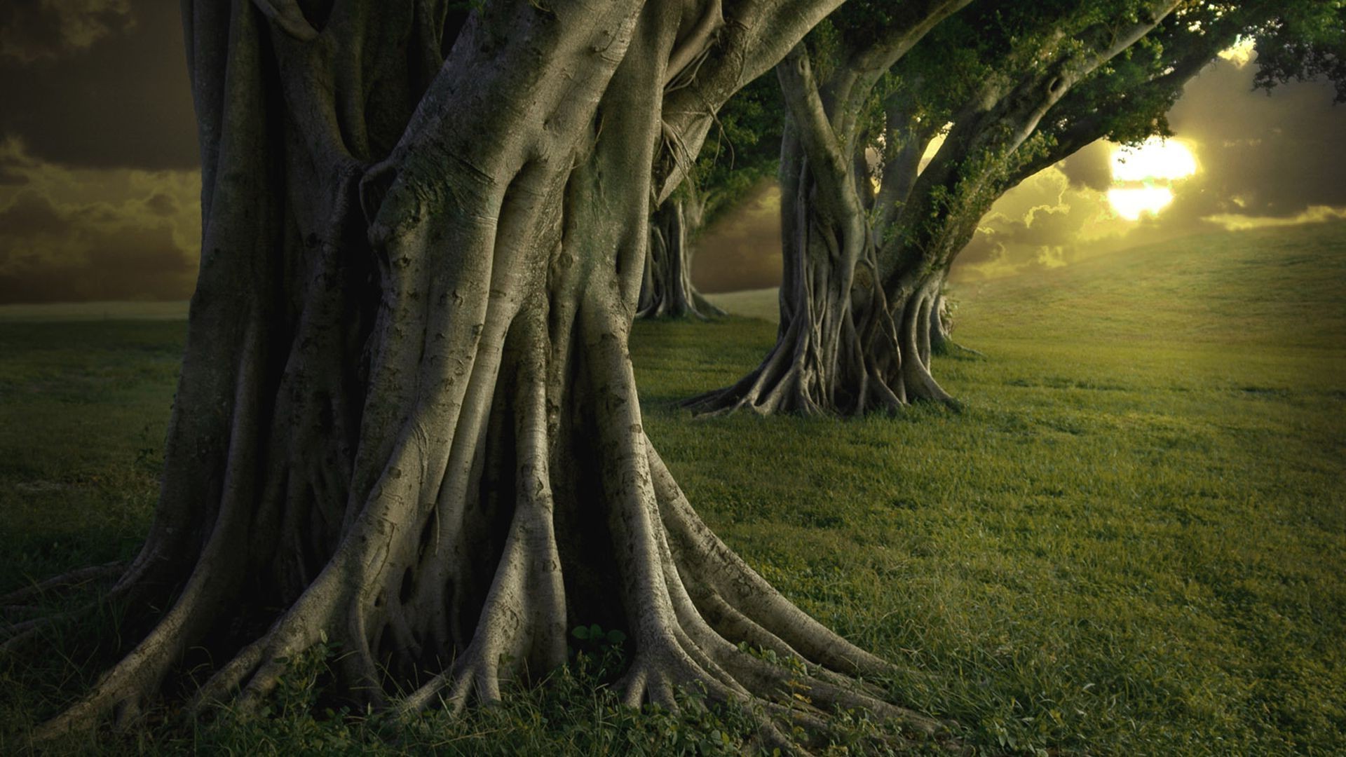 nature, Landscape, Trees, Green, Sunlight Wallpaper