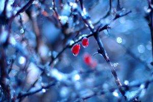 frost, Berries, Bokeh, Nature, Winter, Twigs