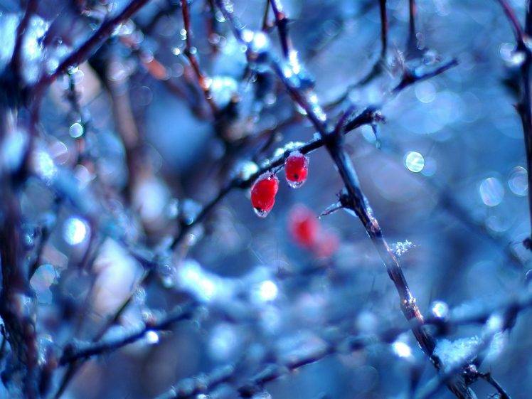 frost, Berries, Bokeh, Nature, Winter, Twigs HD Wallpaper Desktop Background