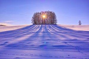 sunlight, Trees, Snow, Landscape, Winter