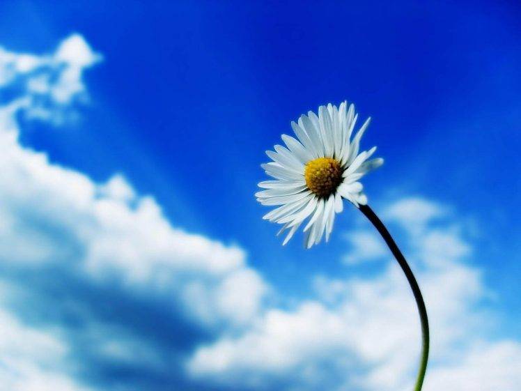 daisies, Flowers, Sky, White Flowers HD Wallpaper Desktop Background