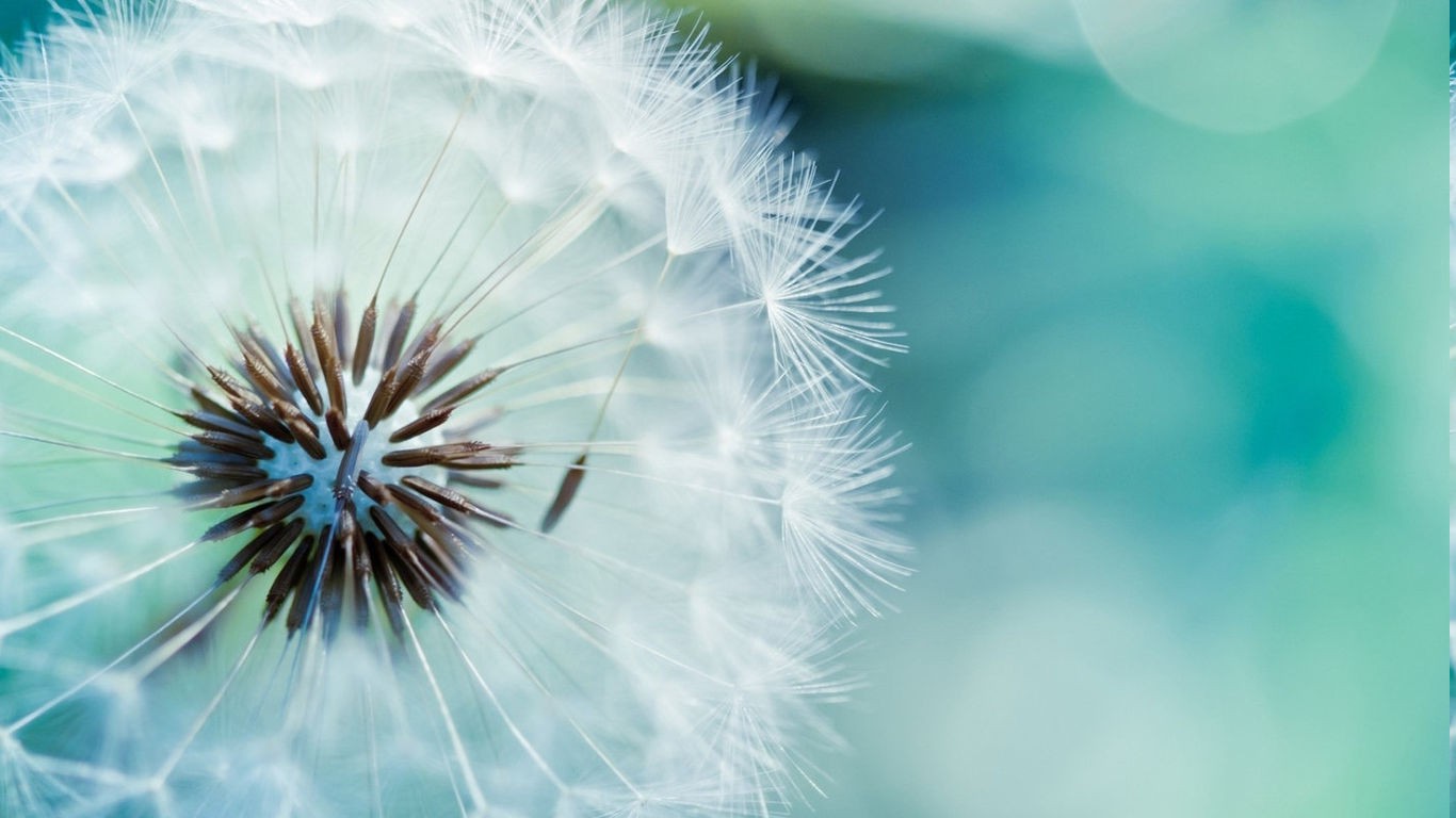 dandelion, Flowers, Nature, Macro Wallpaper