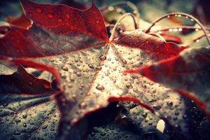 leaves, Dew, Nature, Maple Leaves, Macro, Water Drops