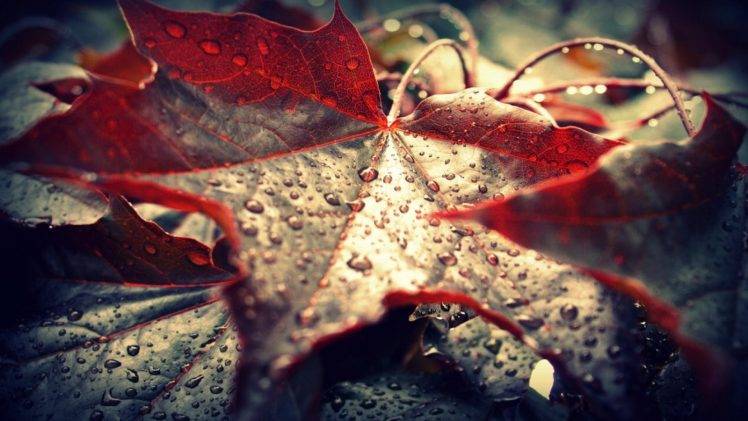 leaves, Dew, Nature, Maple Leaves, Macro, Water Drops HD Wallpaper Desktop Background