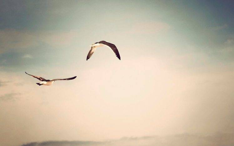 birds, Sky, Animals, Seagulls HD Wallpaper Desktop Background