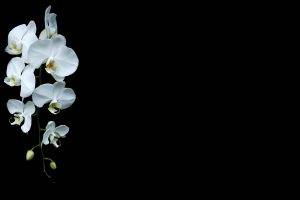 black Background, Orchids, White Flowers, Flowers