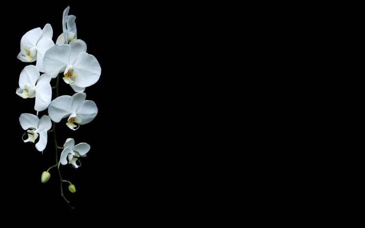 black Background, Orchids, White Flowers, Flowers ...