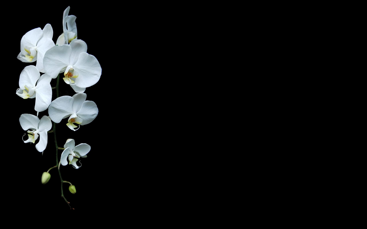 black Background, Orchids, White Flowers, Flowers Wallpaper