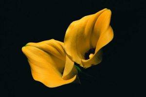 lilies, Yellow Flowers, Flowers, Black Background