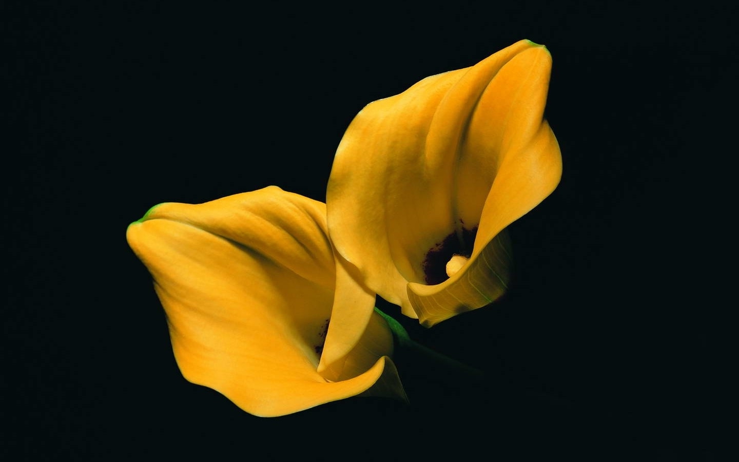 lilies, Yellow Flowers, Flowers, Black Background Wallpaper