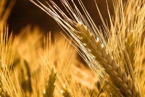 wheat, Nature