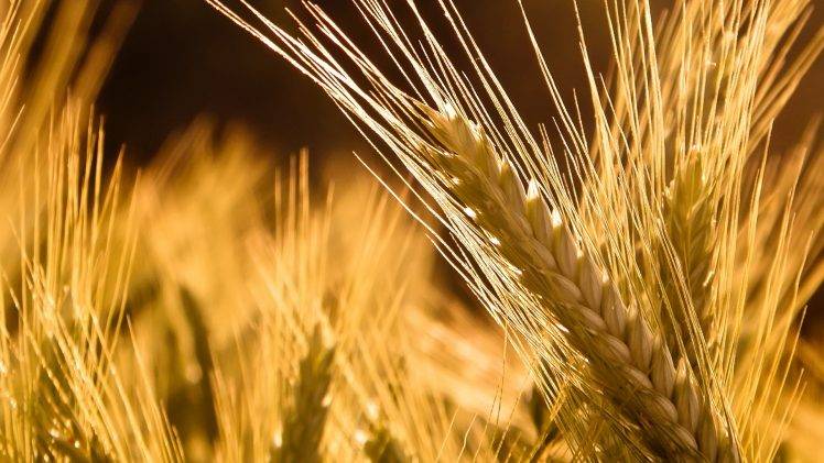 wheat, Nature HD Wallpaper Desktop Background