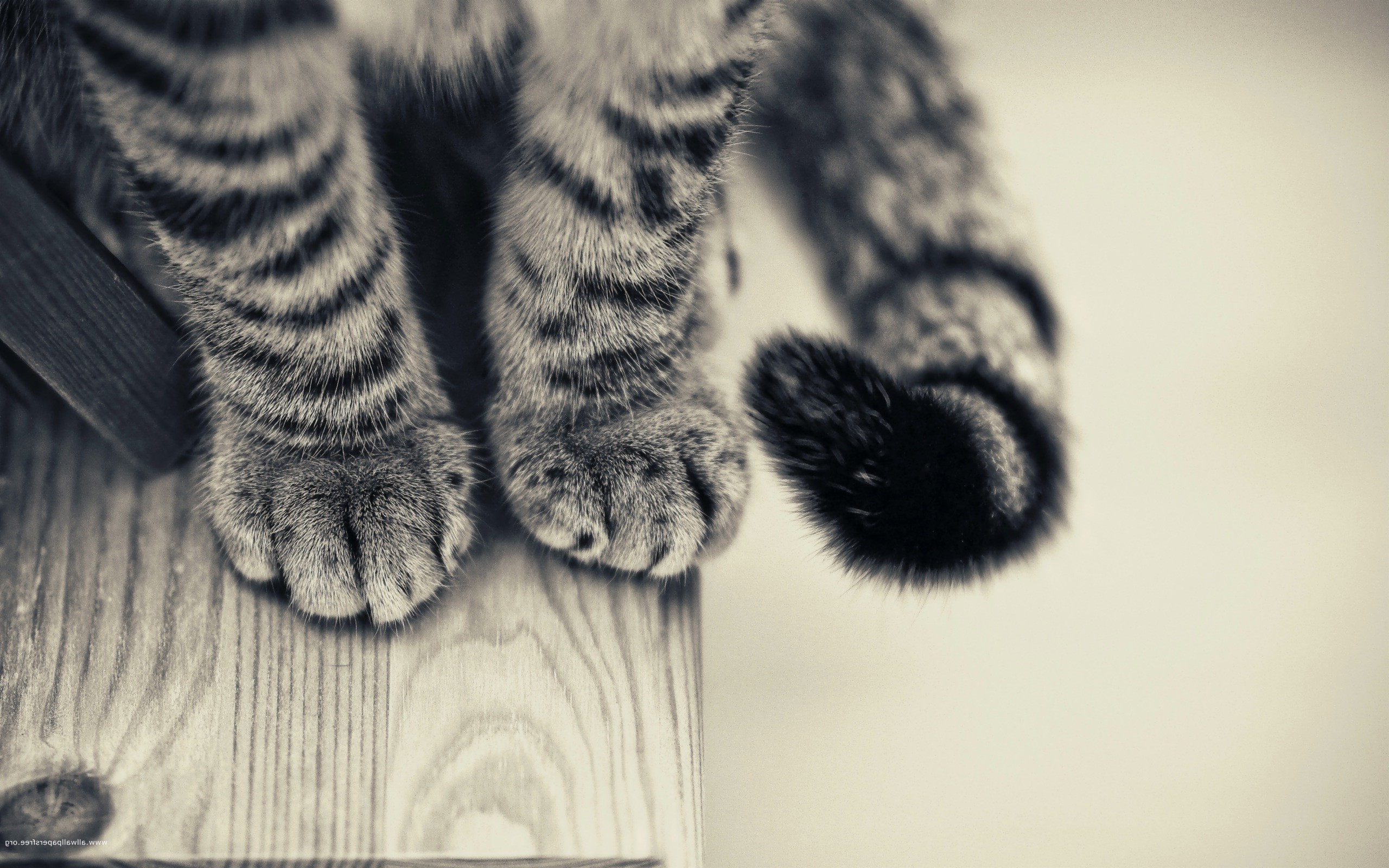 cat, Animals, Monochrome, Paws, Wooden Surface Wallpaper