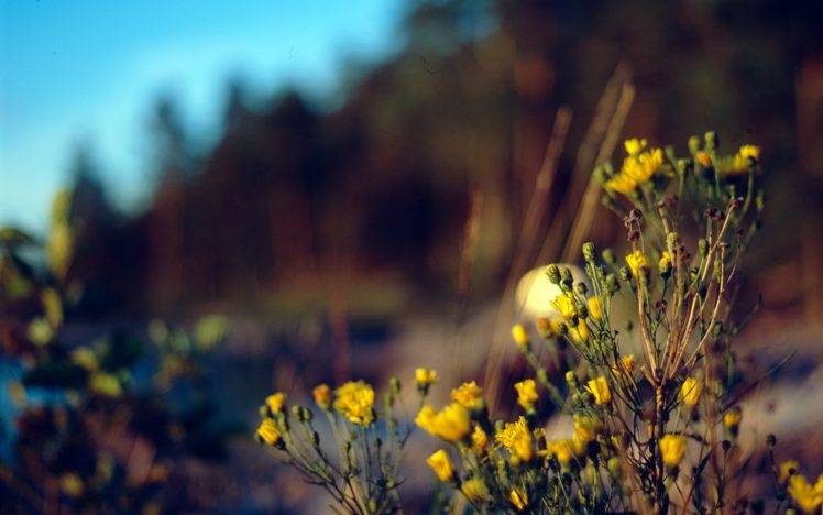 flowers, Depth Of Field, Nature HD Wallpaper Desktop Background