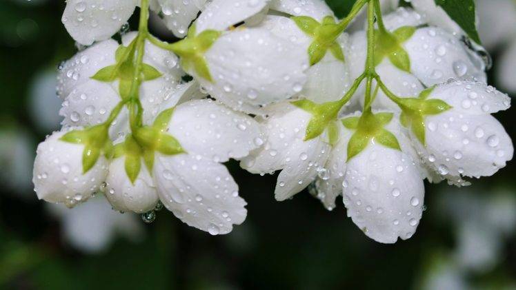 macro, Flowers, Water Drops, White Flowers HD Wallpaper Desktop Background