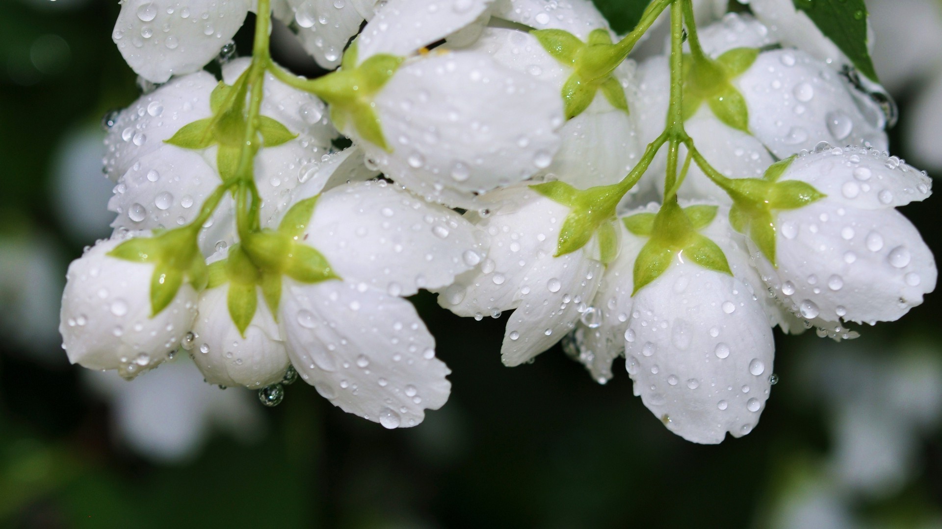 macro, Flowers, Water Drops, White Flowers Wallpaper