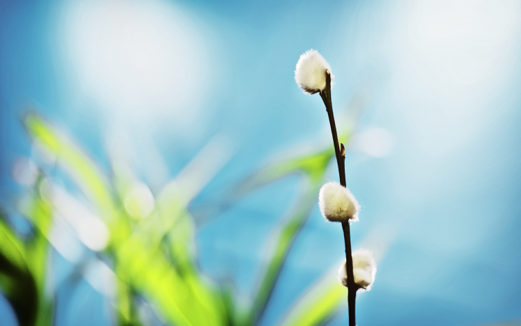 nature, Flowers, White Flowers HD Wallpaper Desktop Background
