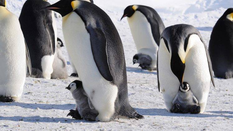 penguins, Snow, Ice, Baby Animals, Birds HD Wallpaper Desktop Background