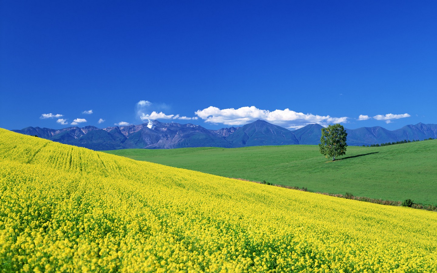 nature Wallpaper