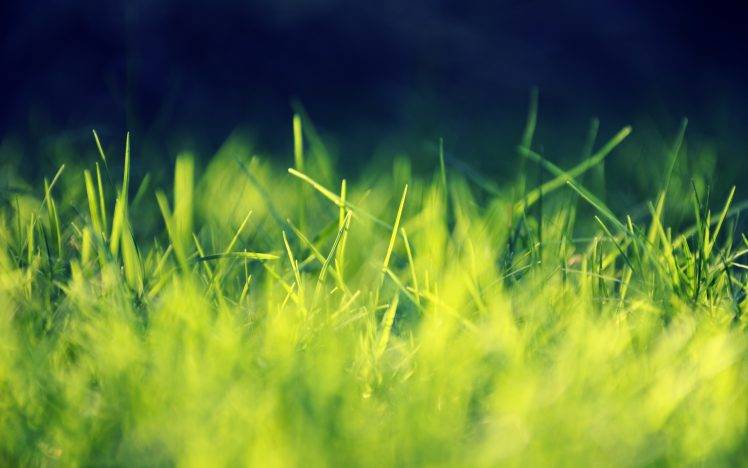 grass, Nature, Closeup HD Wallpaper Desktop Background