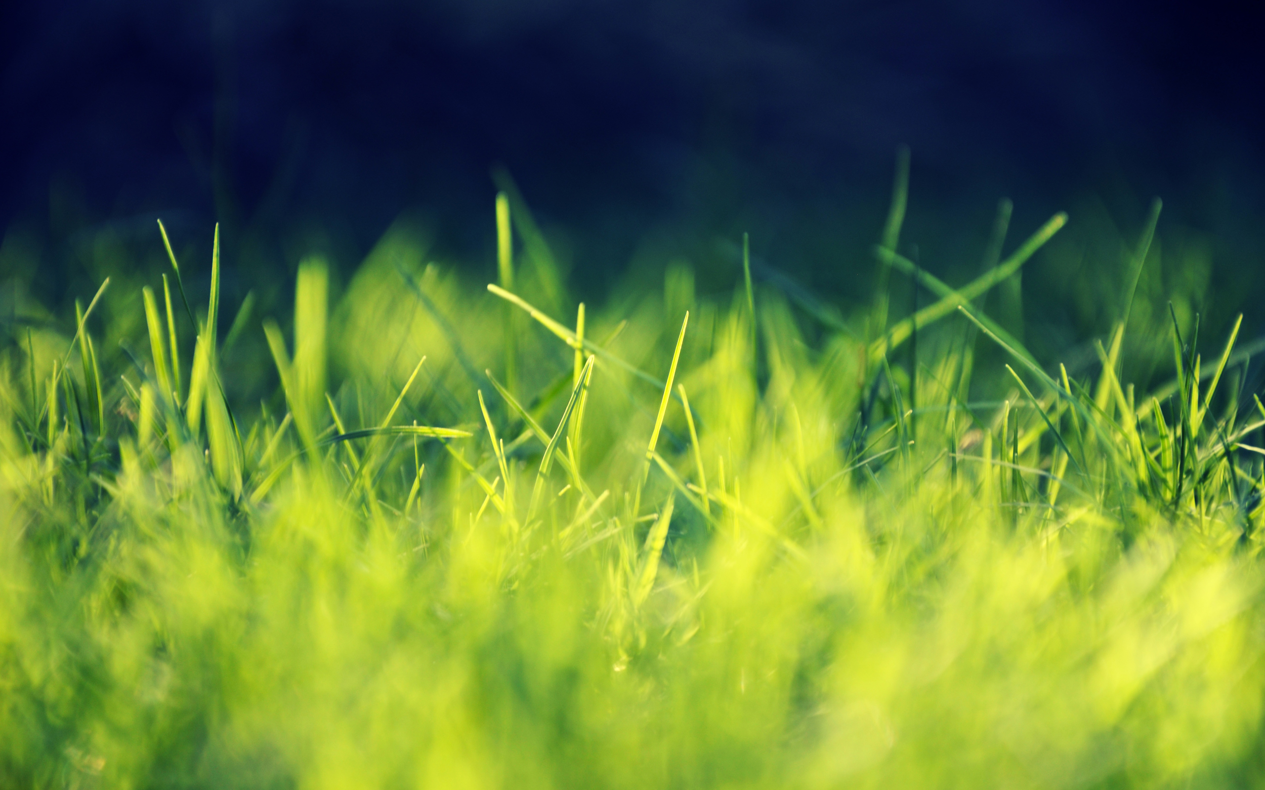 Ярко-зеленая трава без смс
