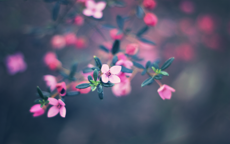 flowers, Depth Of Field, Pink Flowers HD Wallpaper Desktop Background
