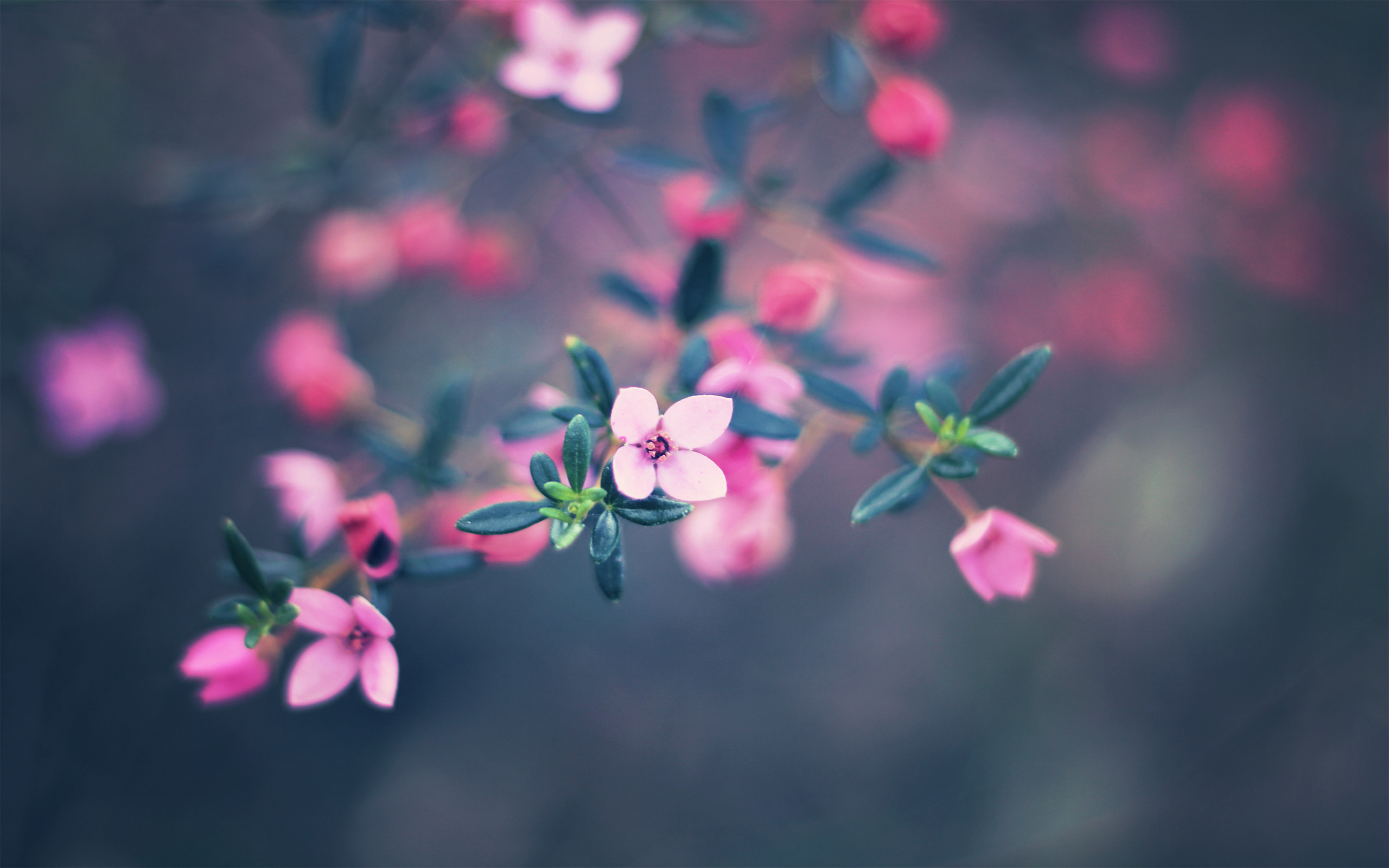flowers, Depth Of Field, Pink Flowers Wallpaper